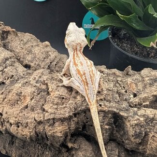 Gargoyle Gecko 'G2'