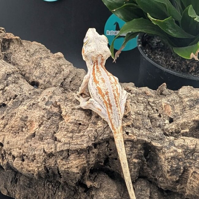 Gargoyle Gecko 'G2'