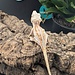 Gargoyle Gecko 'G2'
