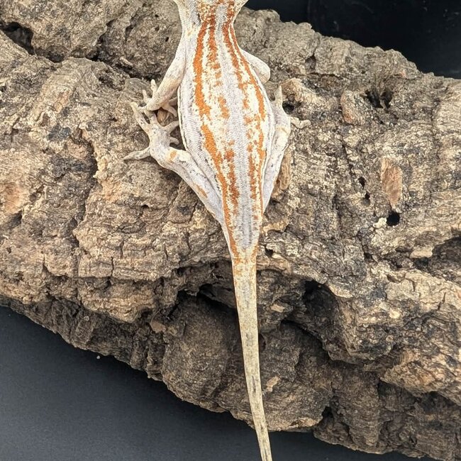 Gargoyle Gecko 'G2'