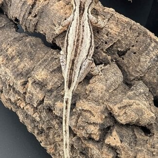 Gargoyle Gecko 'G5'