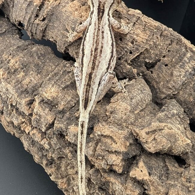 Gargoyle Gecko 'G5'