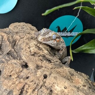 Gargoyle Gecko 'G6'
