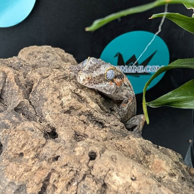 Gargoyle Gecko 'G6'
