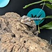 Gargoyle Gecko 'G6'