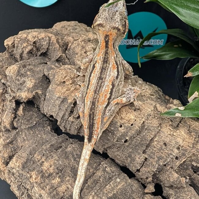 Gargoyle Gecko 'G6'