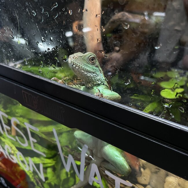Chinese Water Dragon  CB