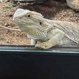 Bearded Dragon 'Pyre' Adult Female