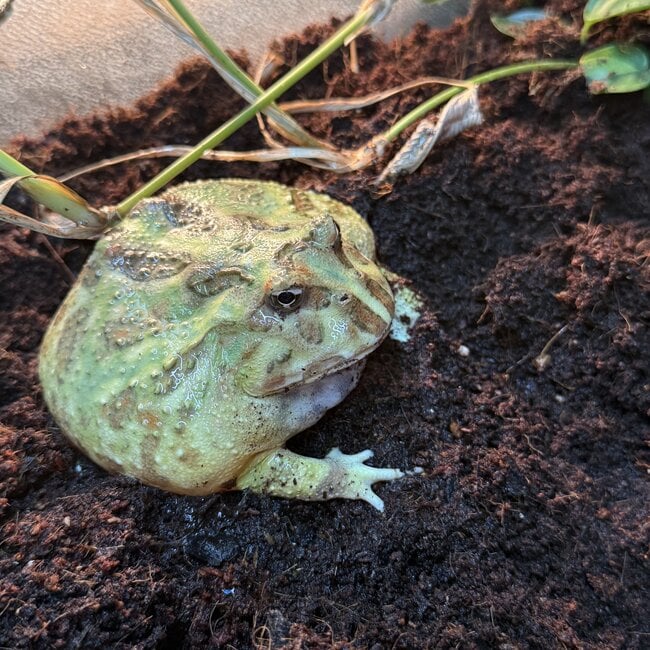 Mint Pacman Frog ‘GummyGoo’ SP