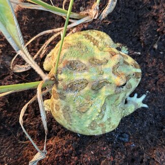 Mint Pacman Frog ‘GummyGoo’ SP