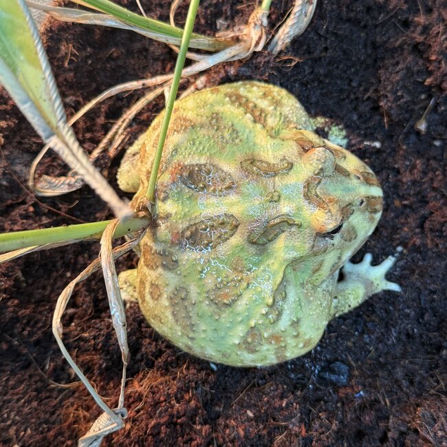 Mint Pacman Frog ‘GummyGoo’ SP