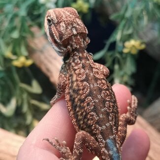 Dunner Leatherback 50% Red Monster Blue Bar Bearded Dragon