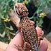 Dunner Leatherback 50% Red Monster Blue Bar Bearded Dragon