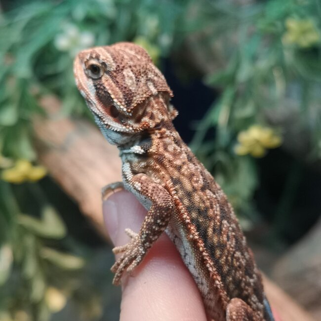 Dunner Leatherback 50% Red Monster Blue Bar Bearded Dragon