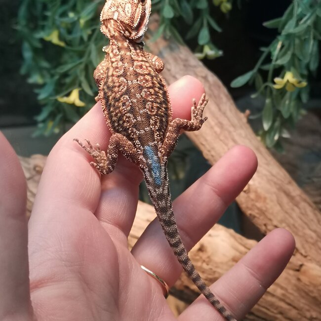 Dunner Leatherback 50% Red Monster Blue Bar Bearded Dragon