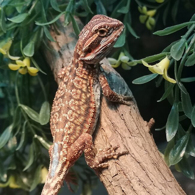 Dunner Leatherback 50% Red Monster Blue Bar Bearded Dragon