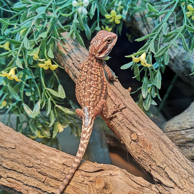 Dunner Leatherback 50% Red Monster Blue Bar Bearded Dragon