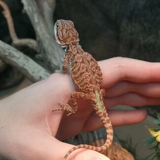Leatherback 50% Red Monster Blue Bar Bearded Dragon
