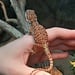 Leatherback 50% Red Monster Blue Bar Bearded Dragon