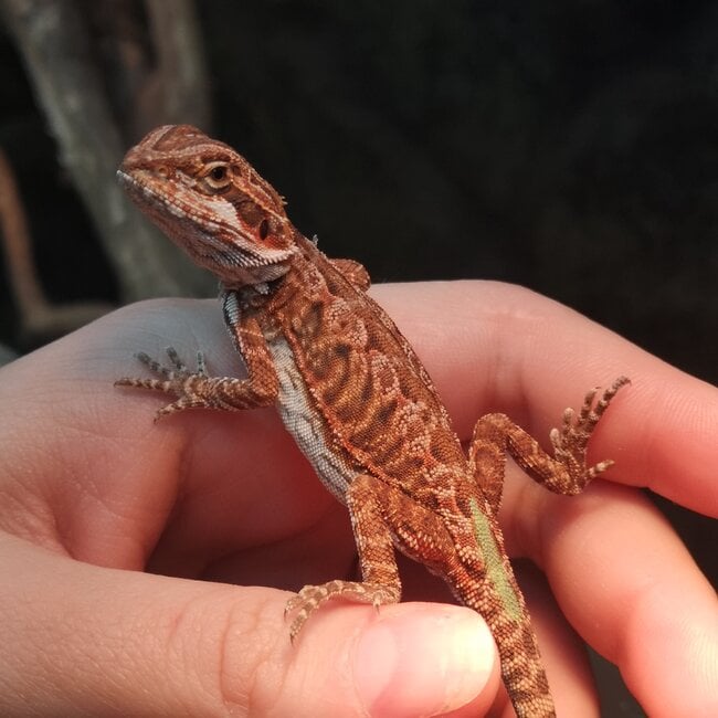 Leatherback 50% Red Monster Blue Bar Bearded Dragon