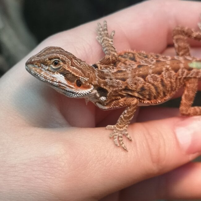 Leatherback 50% Red Monster Blue Bar Bearded Dragon