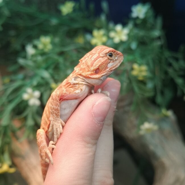 Translucent Leatherback 50% Red Monster Blue Bar Bearded Dragon