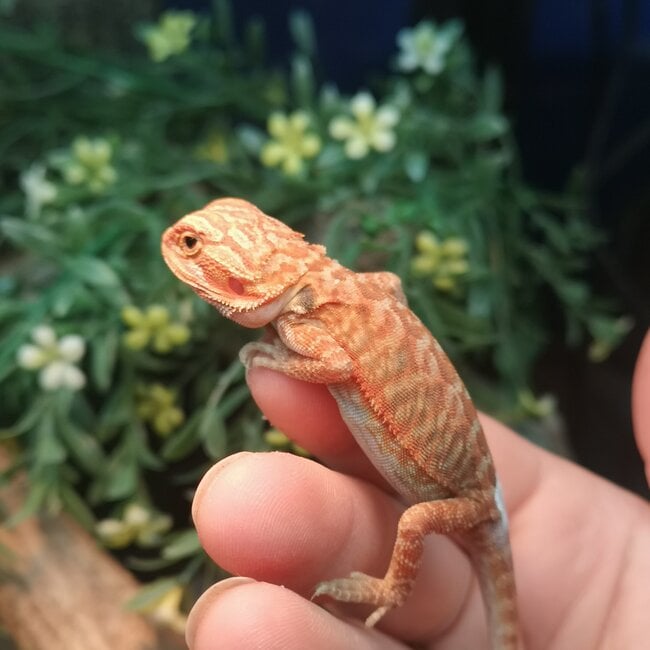 Translucent Leatherback 50% Red Monster Blue Bar Bearded Dragon