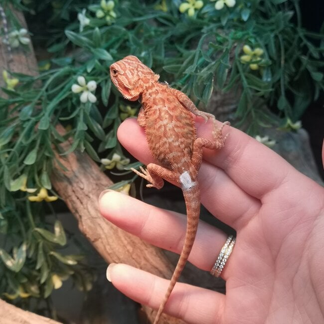 Translucent Leatherback 50% Red Monster Blue Bar Bearded Dragon