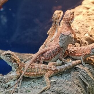 Hypo 50% Red Monster Blue Bar Bearded Dragon