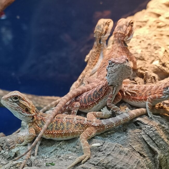 Hypo 50% Red Monster Blue Bar Bearded Dragon