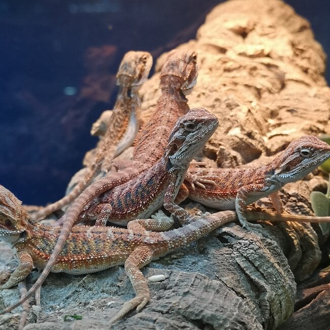Hypo 50% Red Monster Blue Bar Bearded Dragon