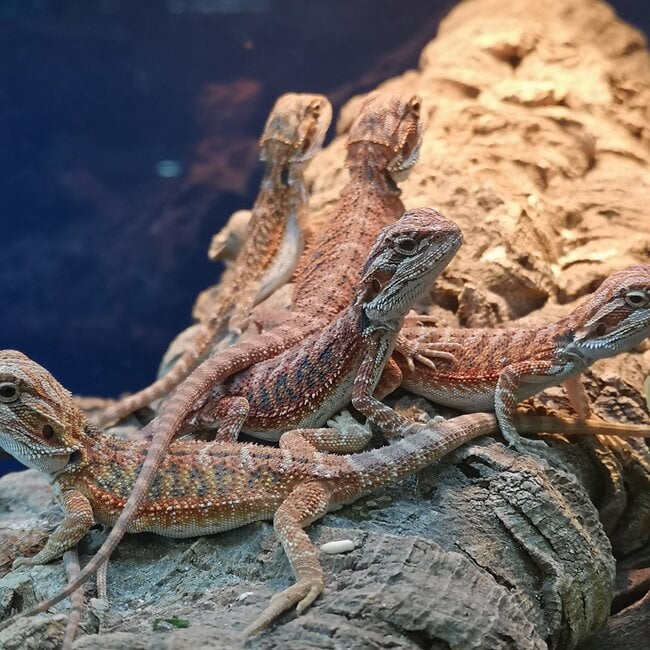 Hypo 50% Red Monster Blue Bar Bearded Dragon