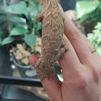Leachianus Gecko Nuu Ana X Nuu Ami