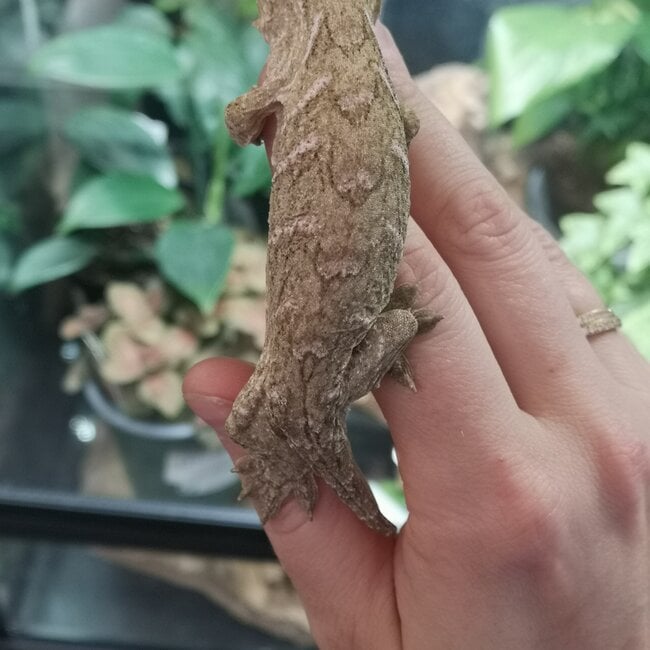 Leachianus Gecko Nuu Ana X Nuu Ami