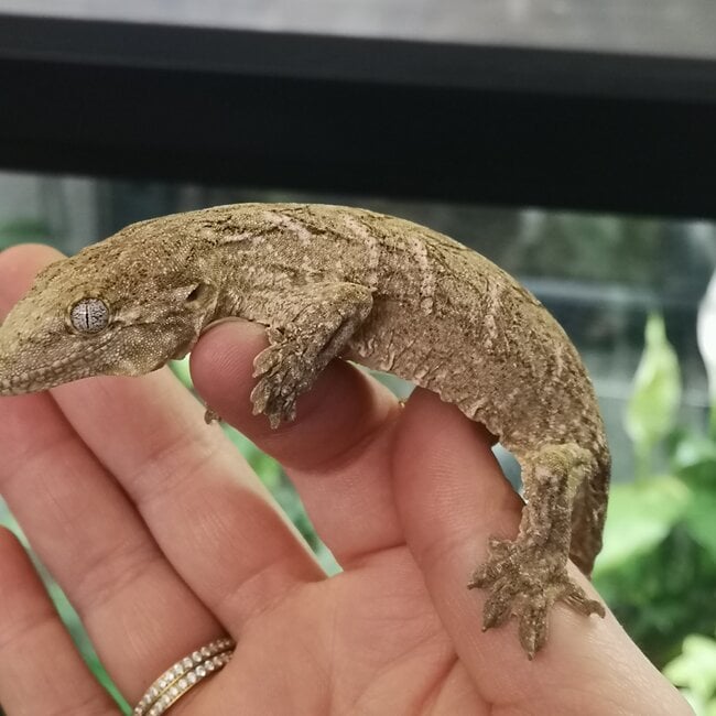 Leachianus Gecko Nuu Ana X Nuu Ami