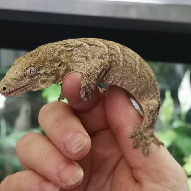 Leachianus Gecko Nuu Ana X Nuu Ami
