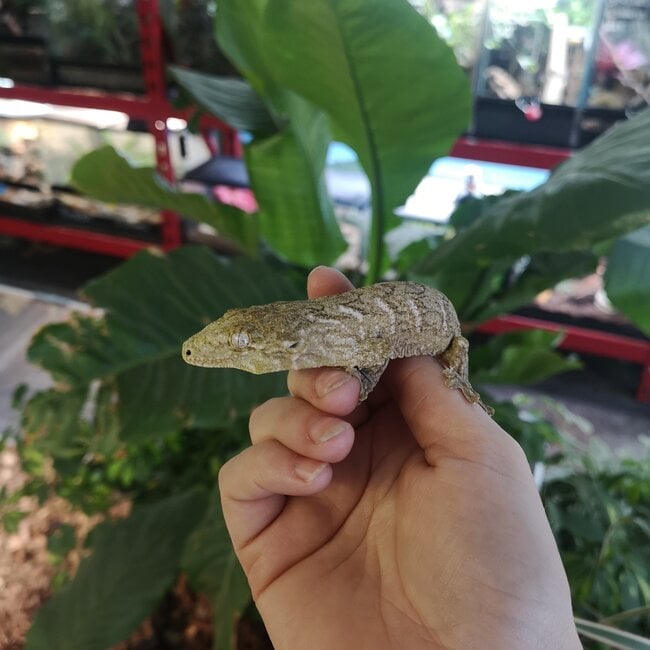 Leachianus Gecko Nuu Ana X Nuu Ami