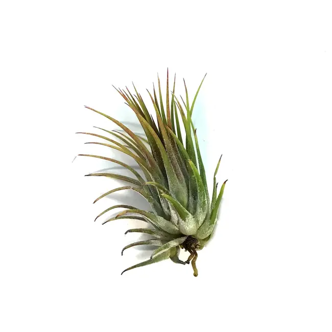 Tillandsia ionantha 'Conehead' Large