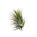Tillandsia ionantha 'Conehead' Large