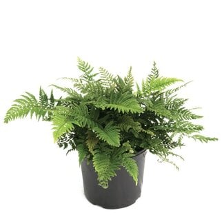 Korean Rock Fern, Polystichum tsus-simense 4"