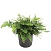 Korean Rock Fern, Polystichum tsus-simense 4"