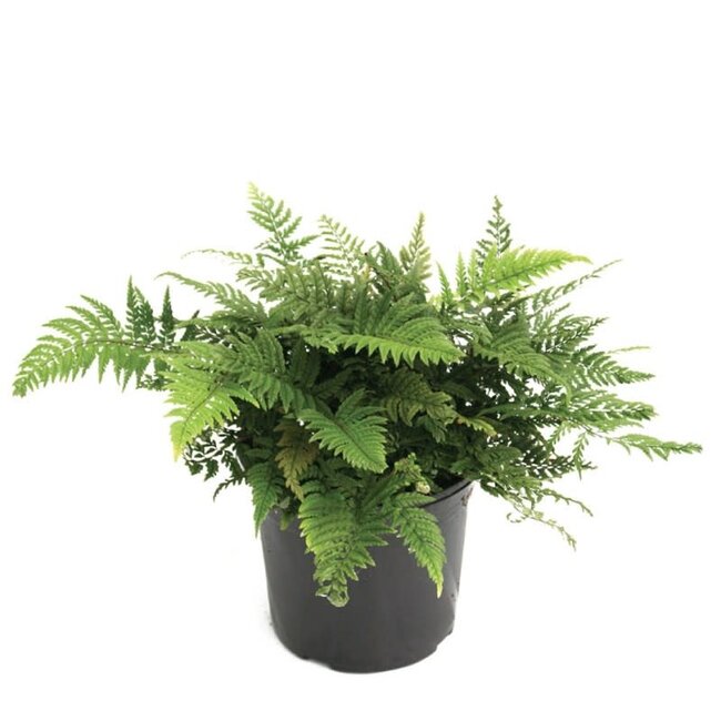 Korean Rock Fern, Polystichum tsus-simense 4"