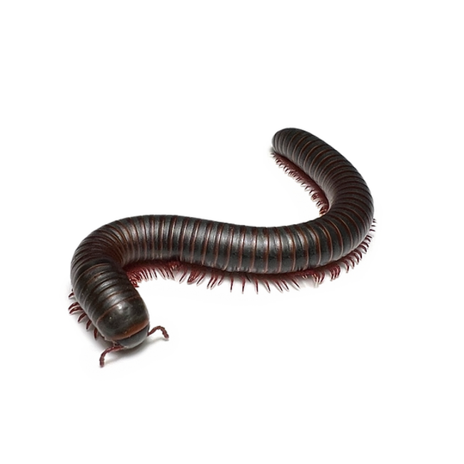 American Giant Millipede