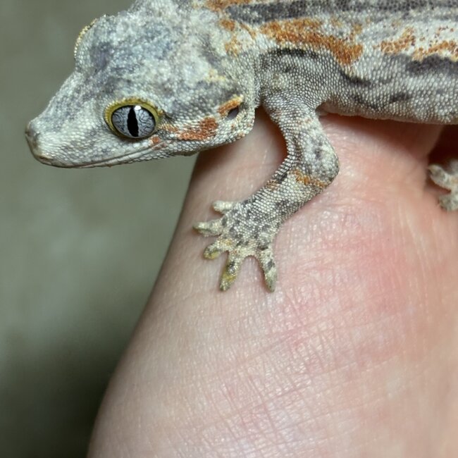 Gargoyle Gecko 'G6'