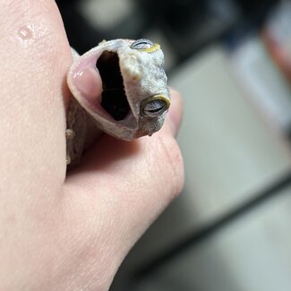 Gargoyle Gecko 'G6'