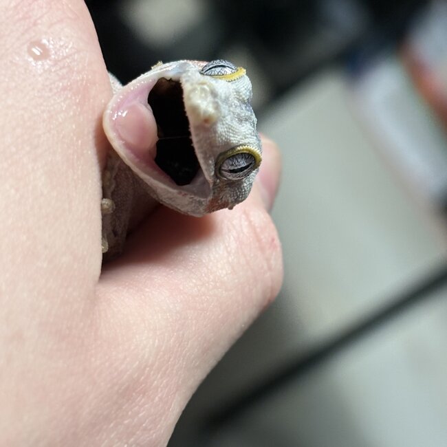 Gargoyle Gecko 'G6'