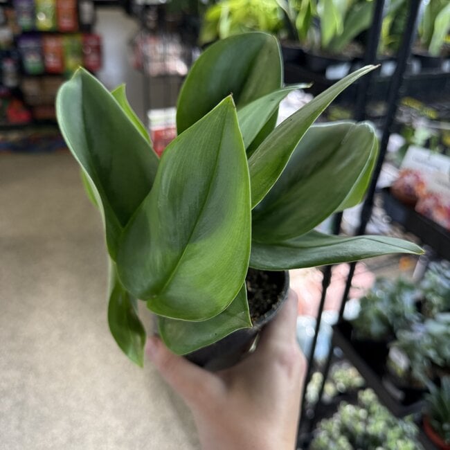 Scindapsus treubii 'Moonlight' Pothos Sterling Silver 4"