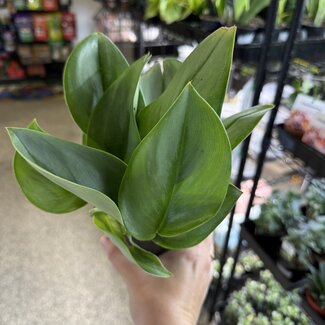 Scindapsus treubii 'Moonlight' Pothos Sterling Silver 4"