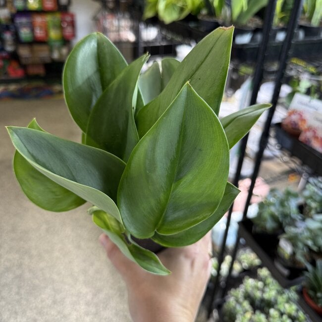 Scindapsus treubii 'Moonlight' Pothos Sterling Silver 4"