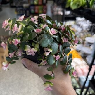 Sedum Jade Runner Tinted 4"